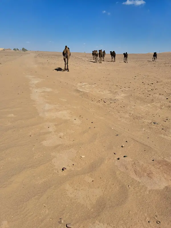 Camel caravan in the desert