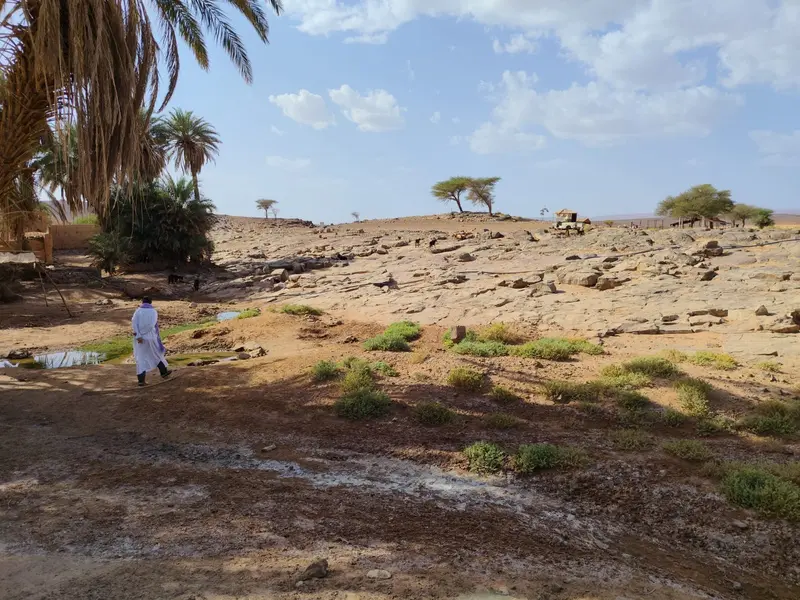 Palm grove and acacia trees