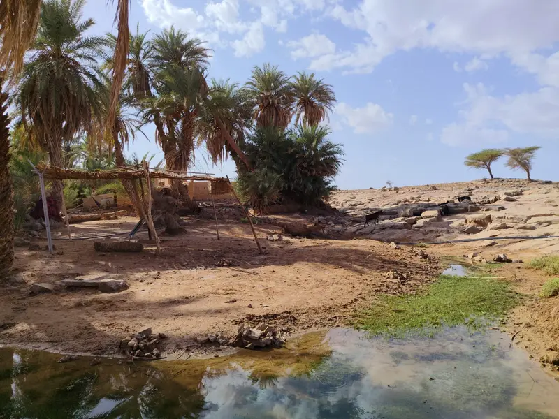 Oasis with palm trees and water