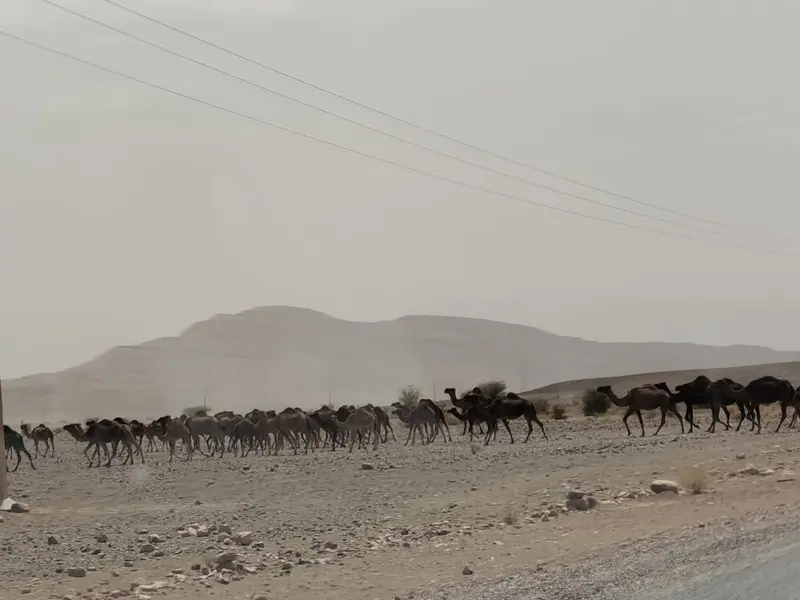Troupeau de chameaux près des montagnes