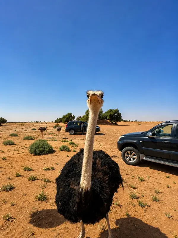 Ostrich in the desert