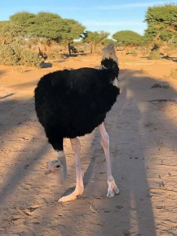 Ostrich on a desert track