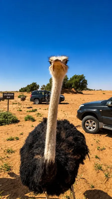 Ostrich and 4×4 vehicles in the desert