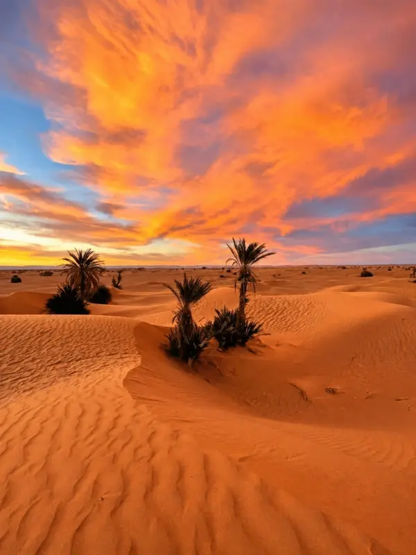 Dunes and palm trees under a fiery sky